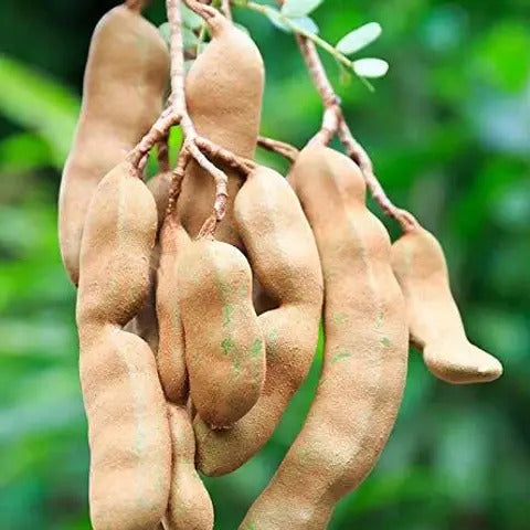 Tamarind Seeds
