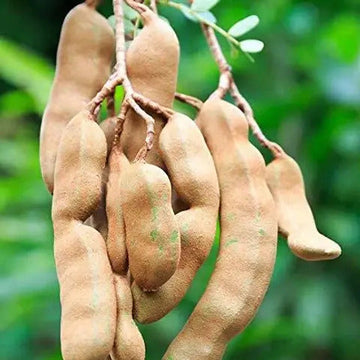 Tamarind Seeds
