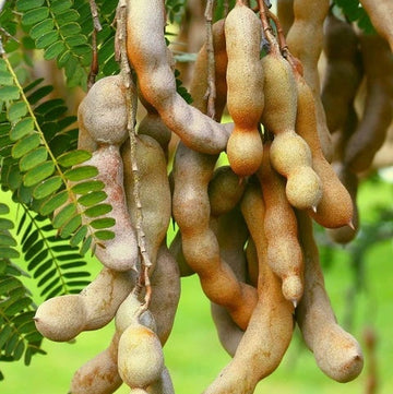 Tamarind Seeds – Orchid Tamarind (Tamarindus indica)