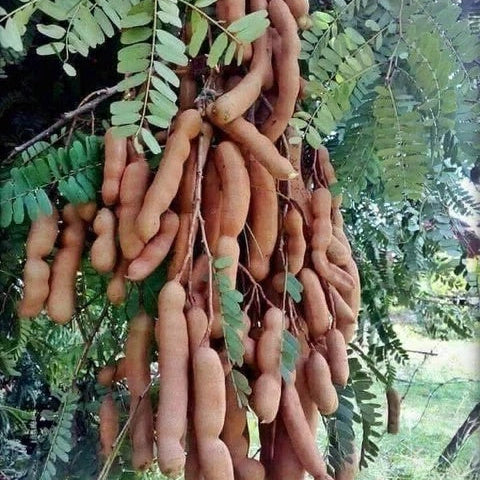 Tamarind Seeds – Orchid Tamarind (Tamarindus indica)