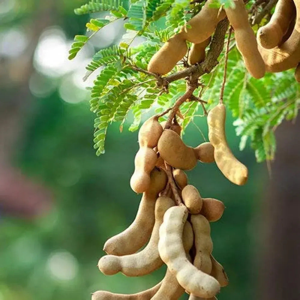 Tamarind Seeds
