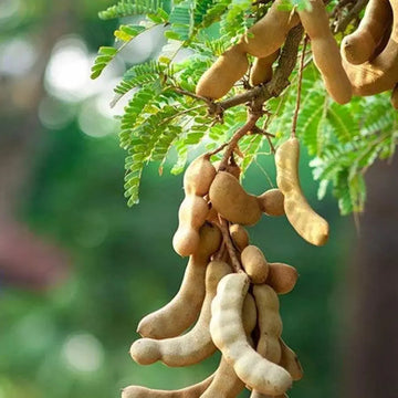 Tamarind Seeds
