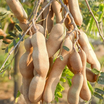 Tamarind Seeds – Brown