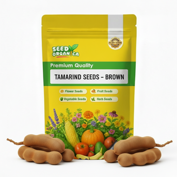 Tamarind Seeds – Brown