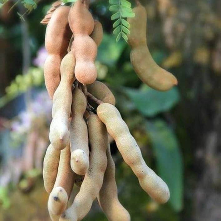 Tamarind Seeds – Orchid Tamarind (Tamarindus indica)