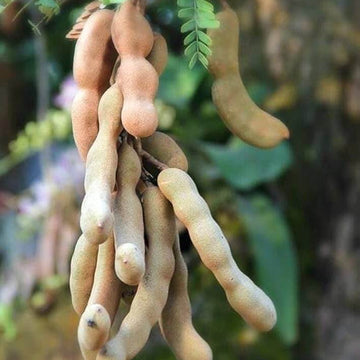 Tamarind Seeds – Orchid Tamarind (Tamarindus indica)