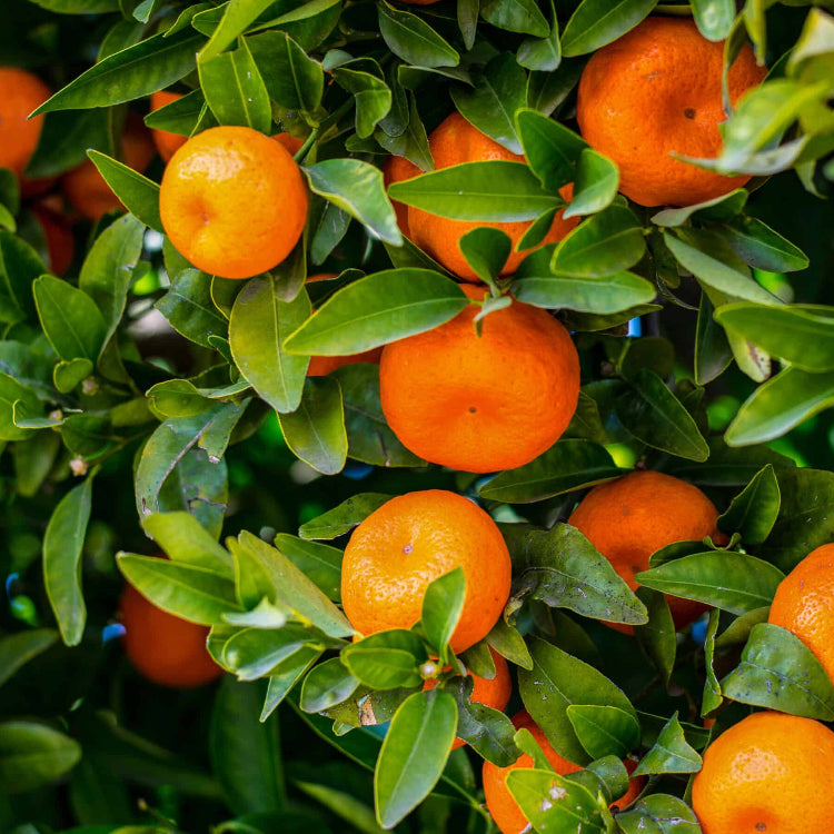Tangerine Mandrin Seeds - Fruit Plant