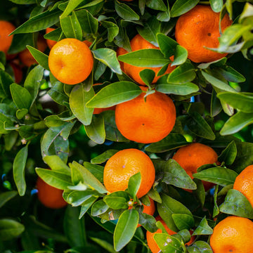Tangerine Mandrin Seeds - Fruit Plant