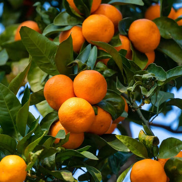 Tangerine Mandrin Seeds - Fruit Plant
