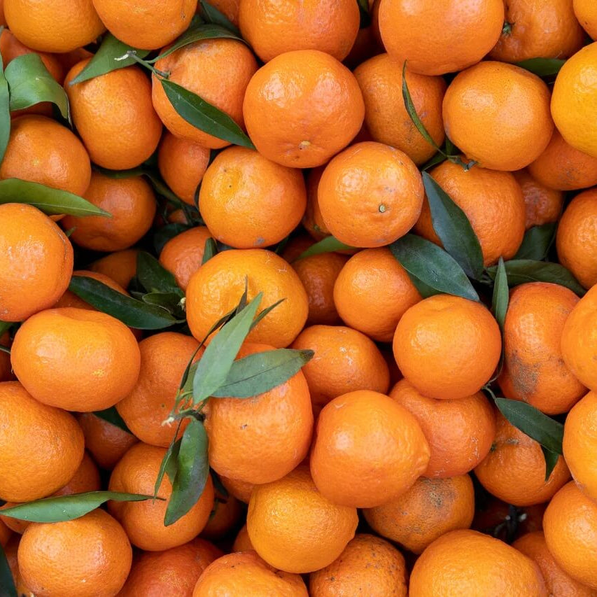 Tangerine Mandrin Seeds - Fruit Plant