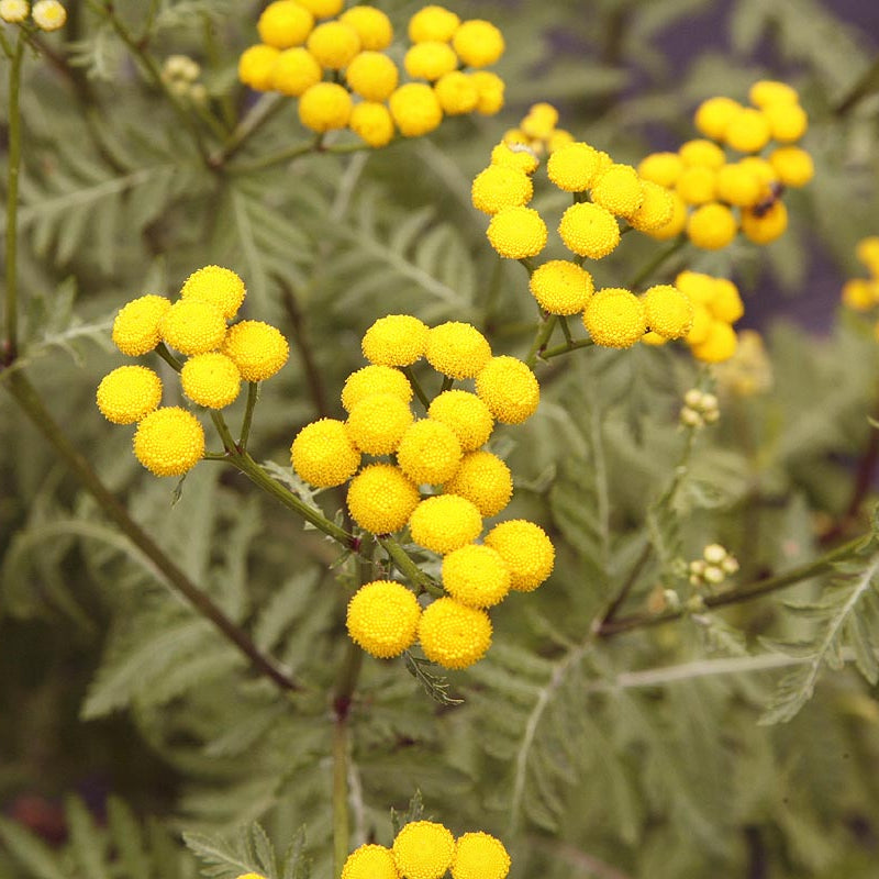 Tansy Seeds
