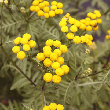 Tansy Seeds