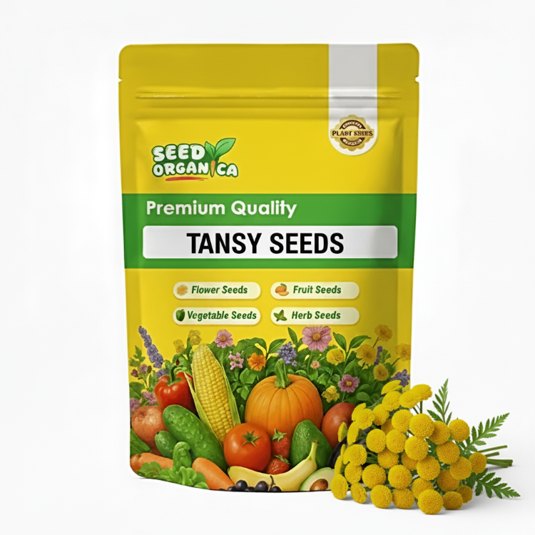 Tansy Seeds