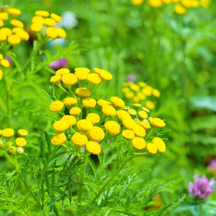 Tansy Seeds – Tanacetum Vulgare