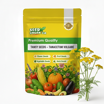 Tansy Seeds – Tanacetum Vulgare