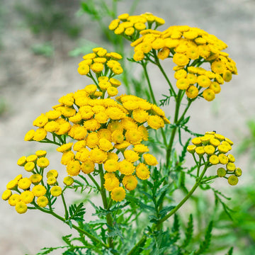 Tansy Seeds – Tanacetum Vulgare