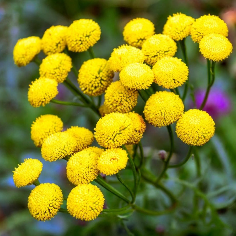 Tansy Seeds – Tanacetum Vulgare