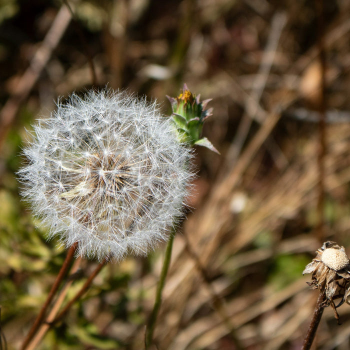 Taraxacum Officinale Dandelion Seeds