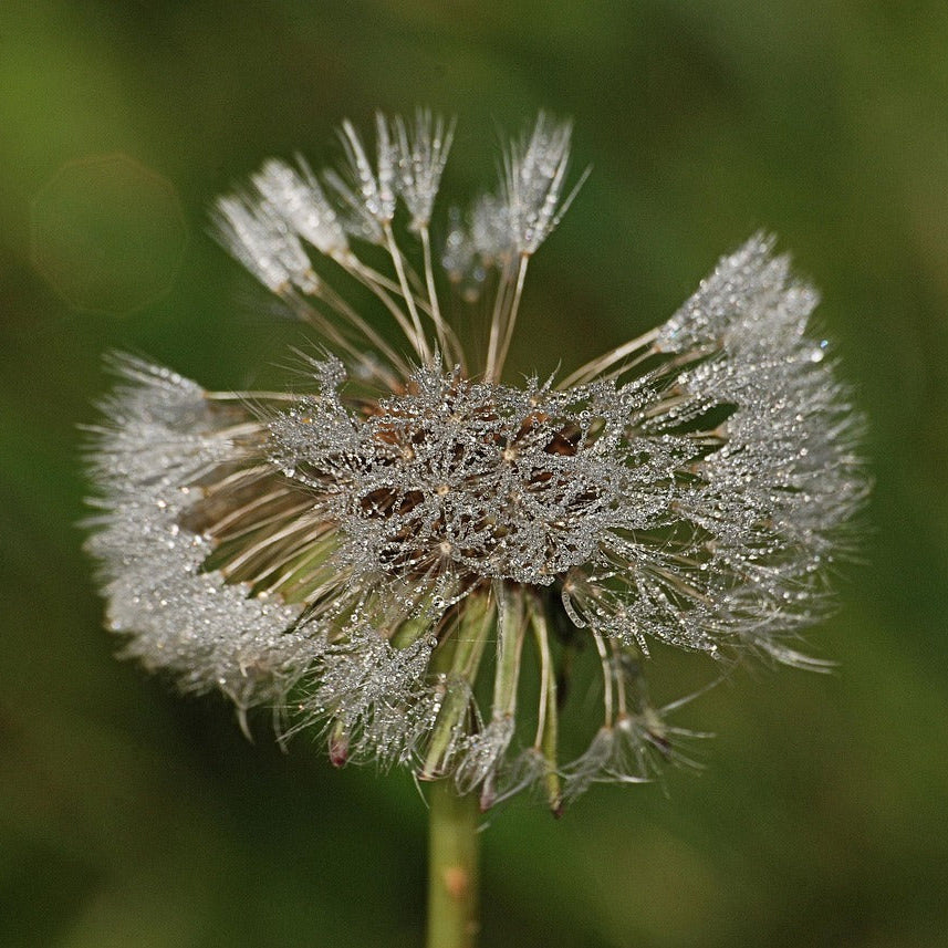 Taraxacum Officinale Dandelion Seeds