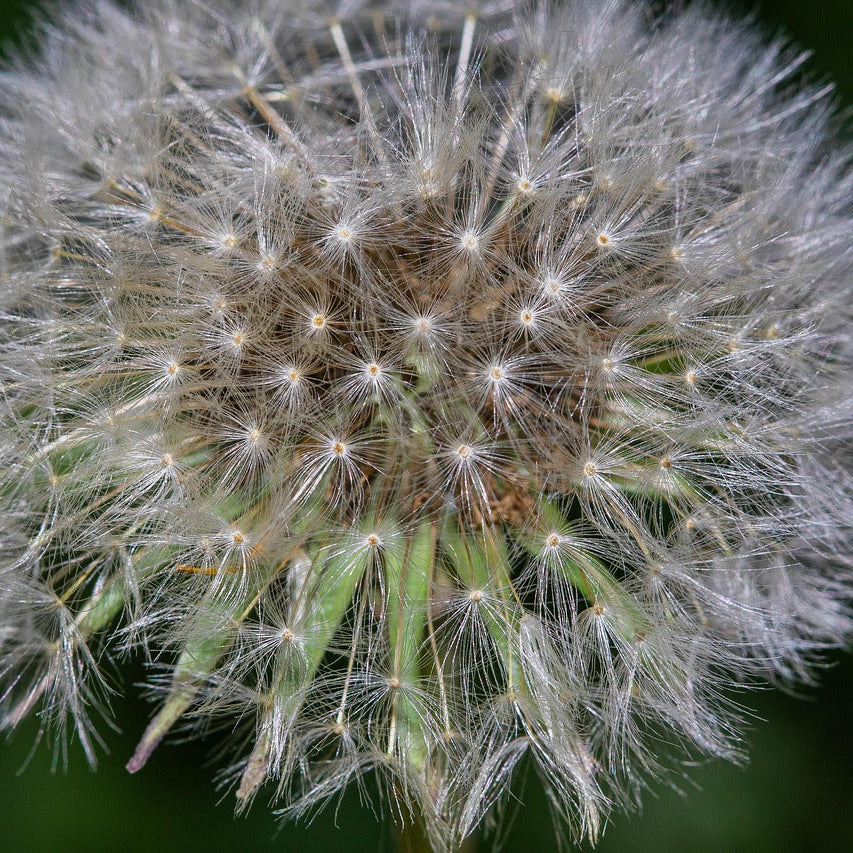 Taraxacum Officinale Dandelion Seeds