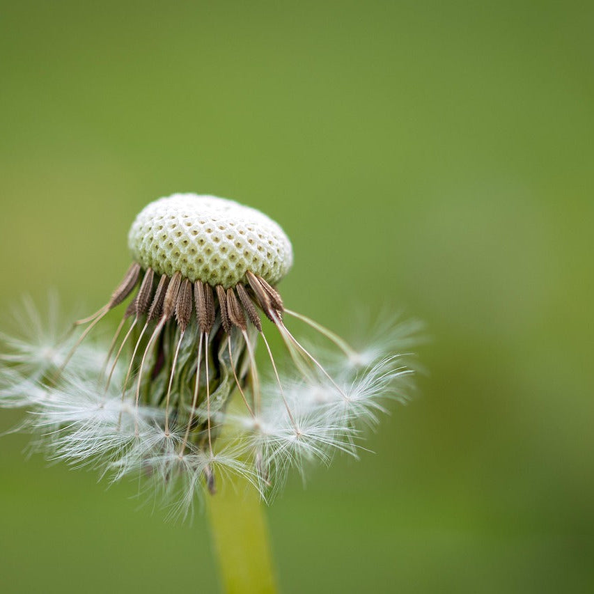 Taraxacum Officinale Dandelion Seeds