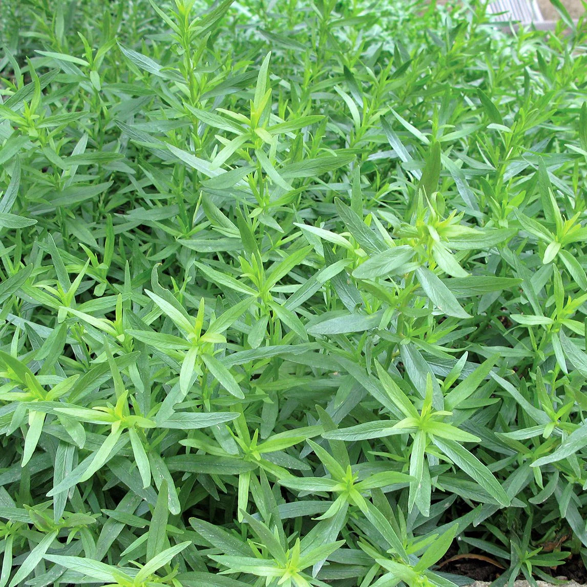 Tarragon Seeds – Green