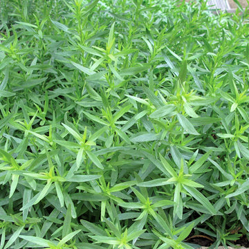 Tarragon Seeds – Green