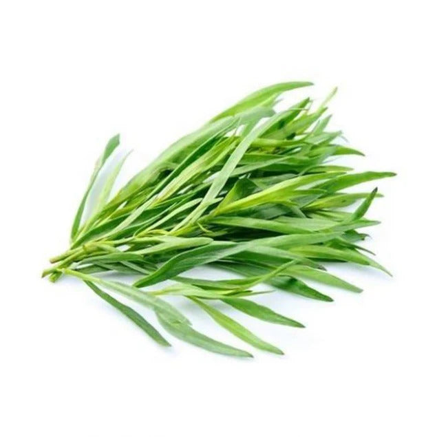 Tarragon Seeds – Green