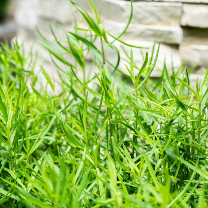 Tarragon Seeds – Russian