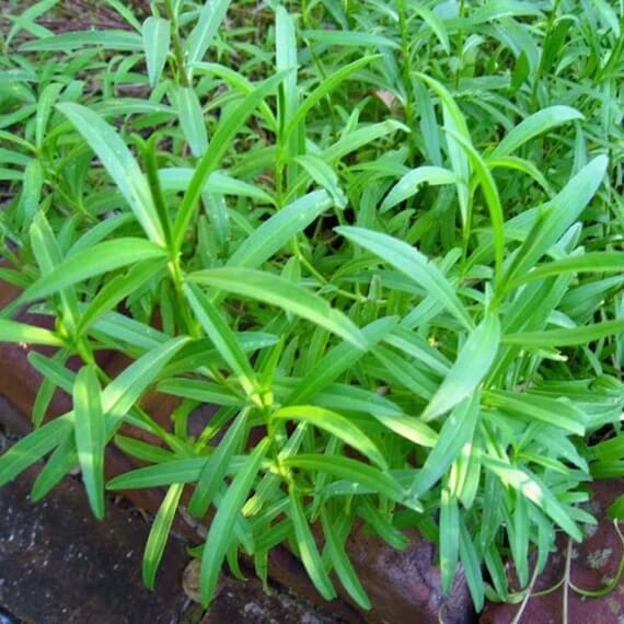 Tarragon Seeds – Heirloom
