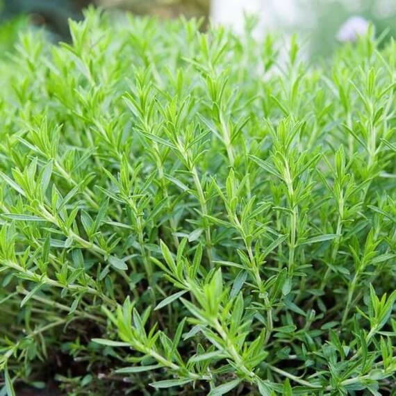 Tarragon Seeds – Heirloom