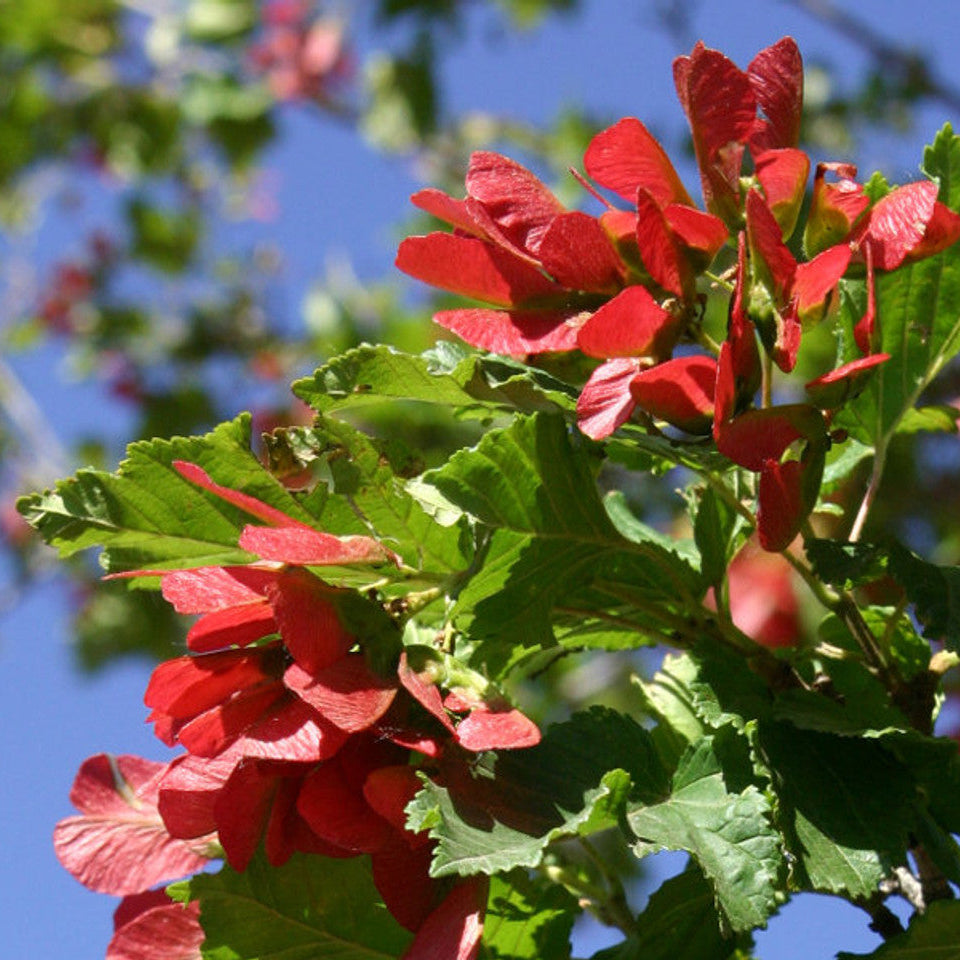 Tatarian Maple Seeds – Acer tataricum
