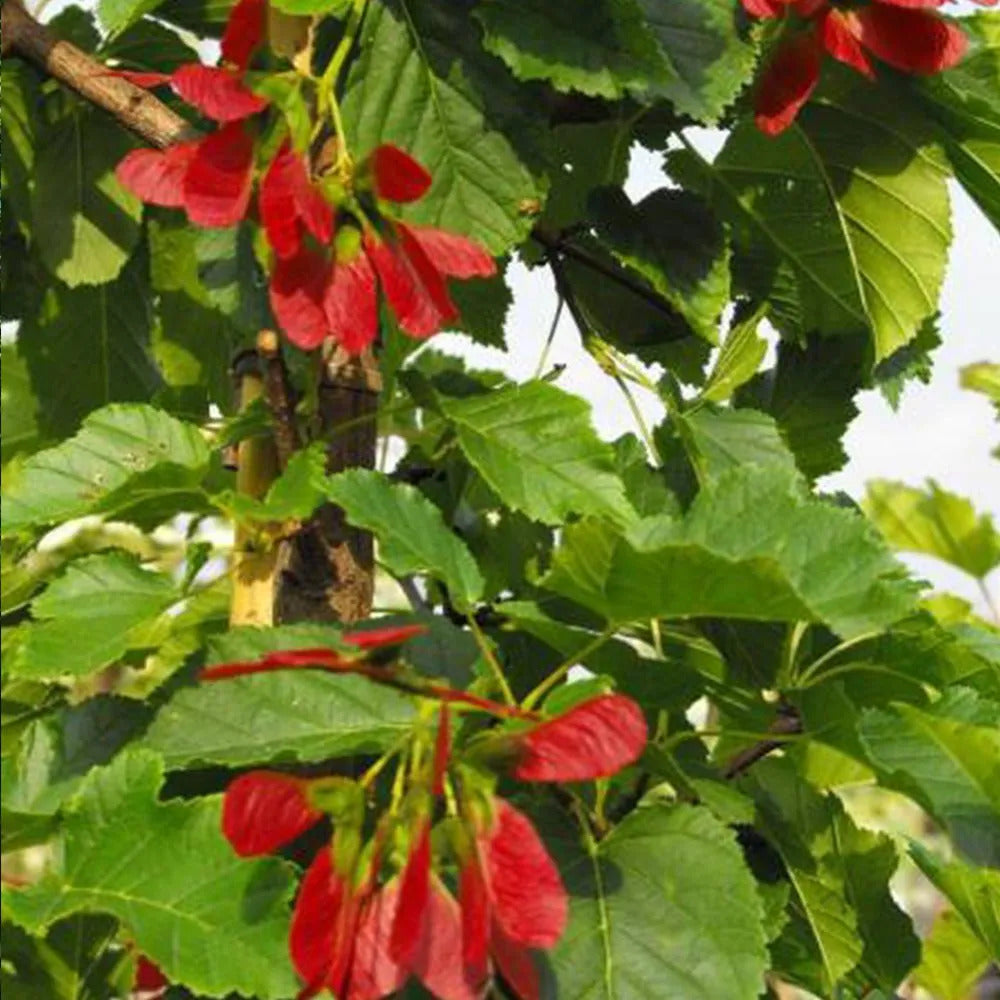 Tatarian Maple Seeds – Acer tataricum
