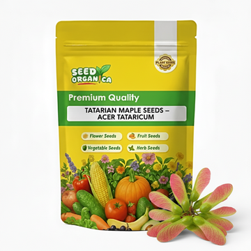 Tatarian Maple Seeds – Acer tataricum