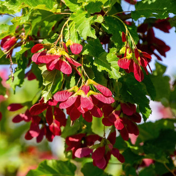 Tatarian Maple Seeds – Acer tataricum
