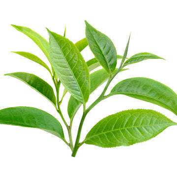 Tea Plant Camellia Sinensis Seeds
