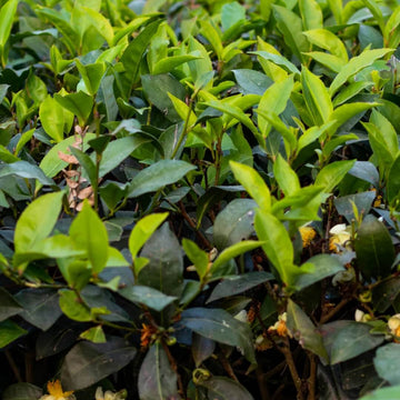 Tea Plant Seeds