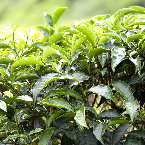 Tea Plant Seeds