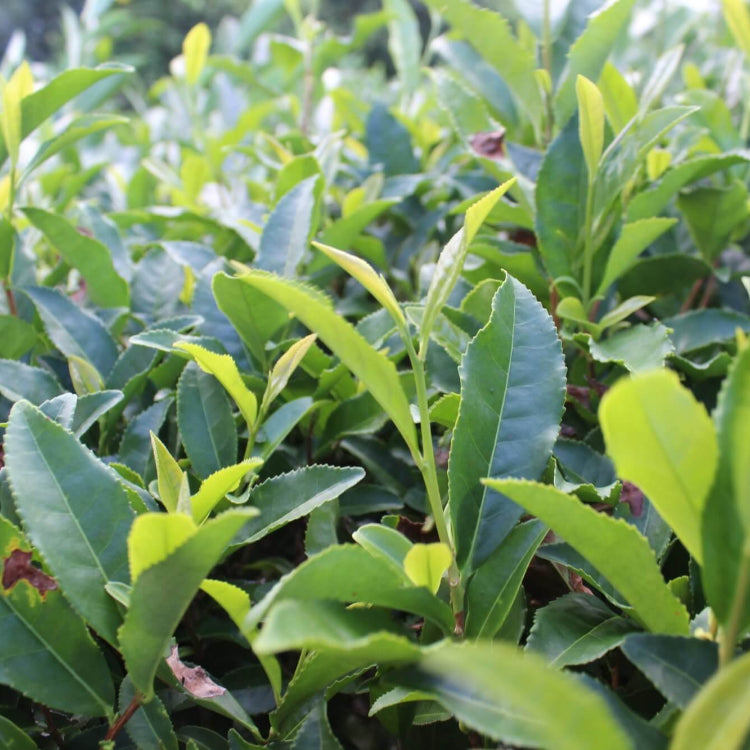 Tea Plant Seeds for Planting