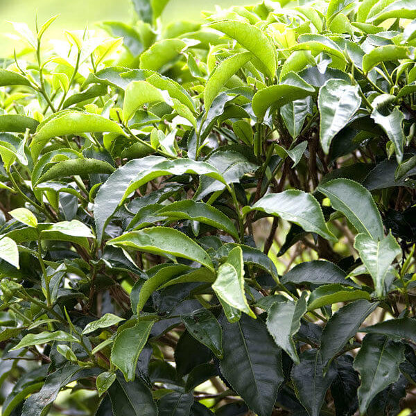 Tea Plant Seeds for Planting