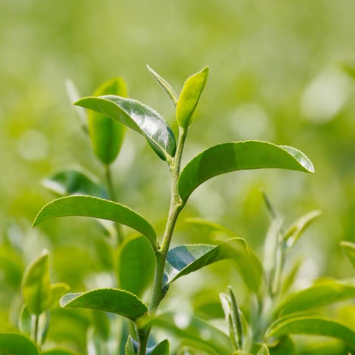 Tea Plant Seeds for Planting
