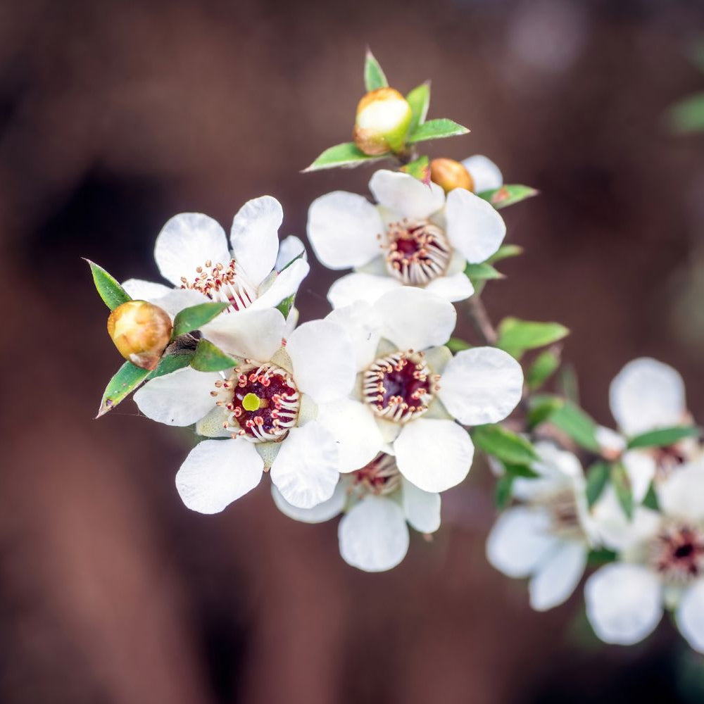 Tea Tree Manuka Seeds
