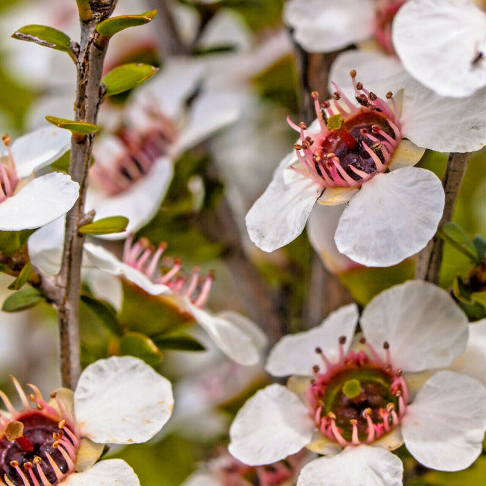 Tea Tree Manuka Seeds