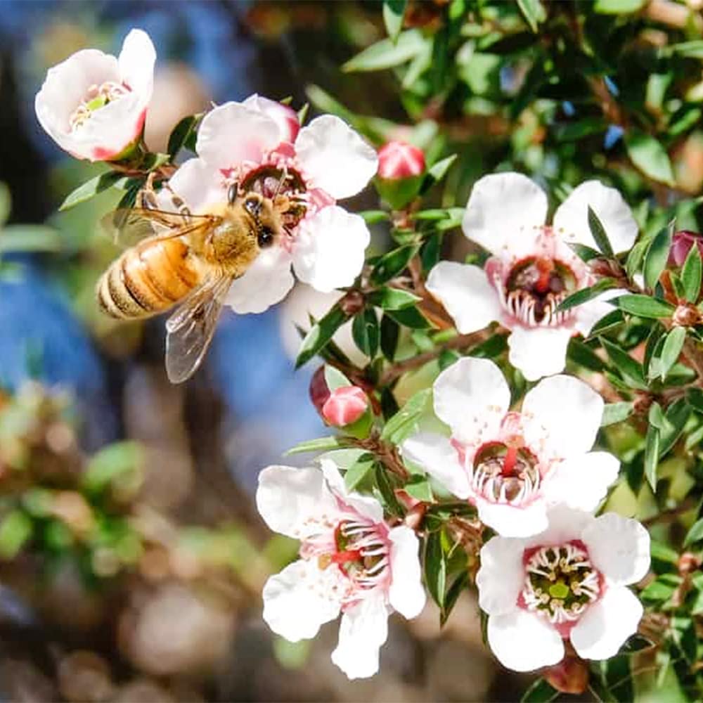 Tea Tree Manuka Seeds