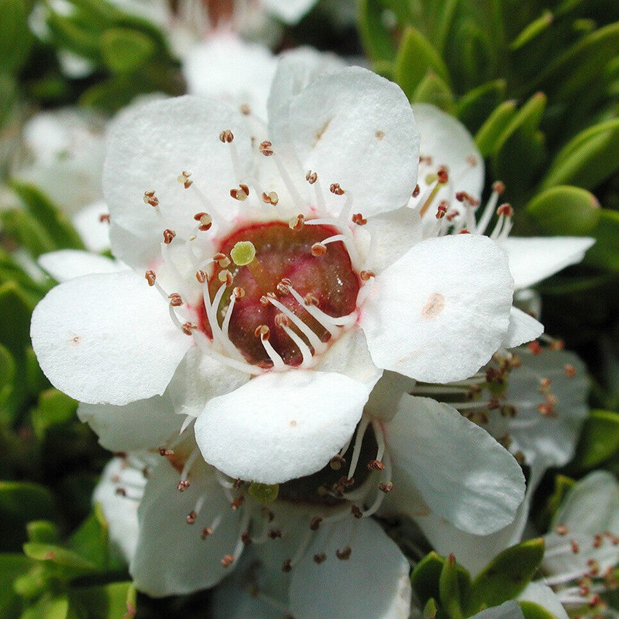 Tea Tree Manuka Seeds