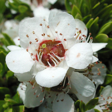 Tea Tree Manuka Seeds