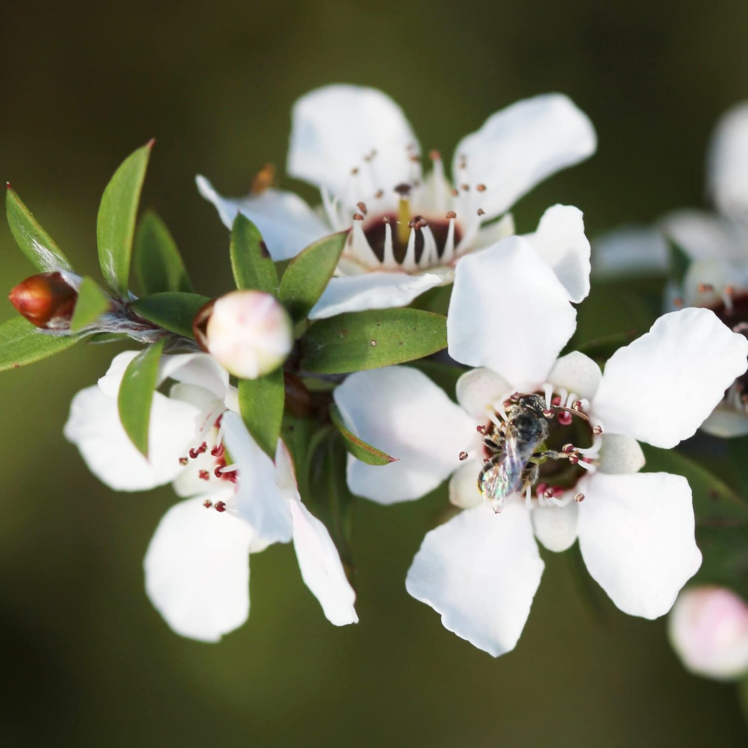 Tea Tree Manuka Seeds