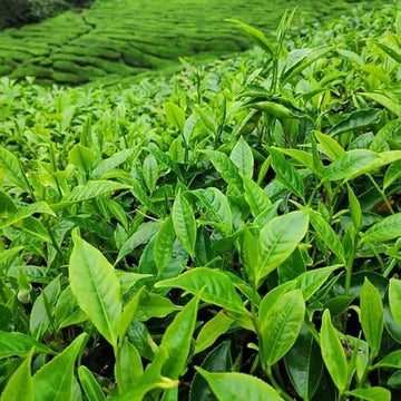 Tea Tree Seeds