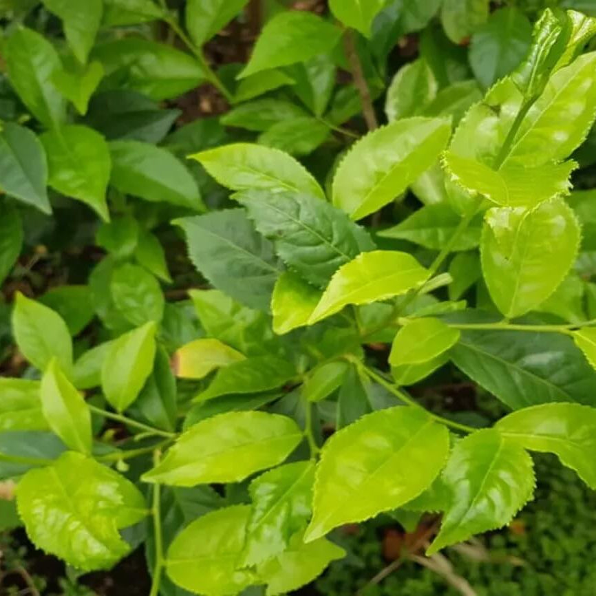Tea Tree Seeds