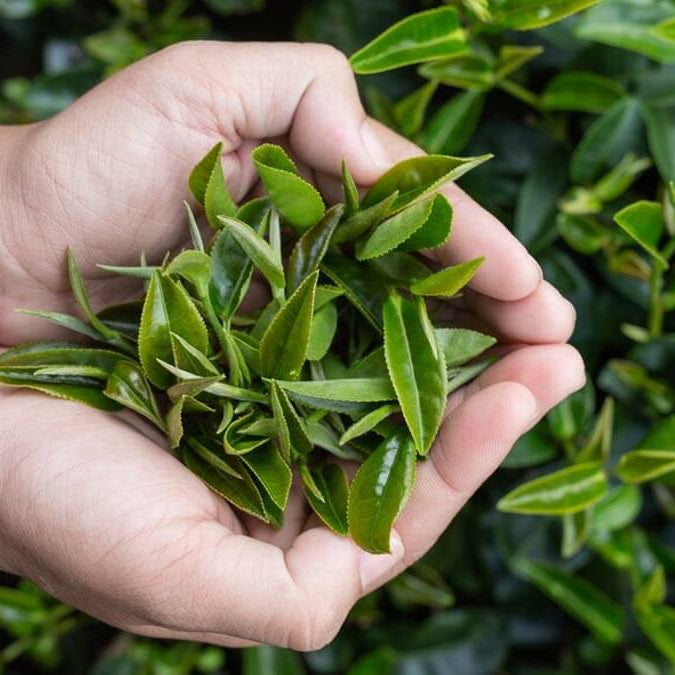 Tea Tree Seeds